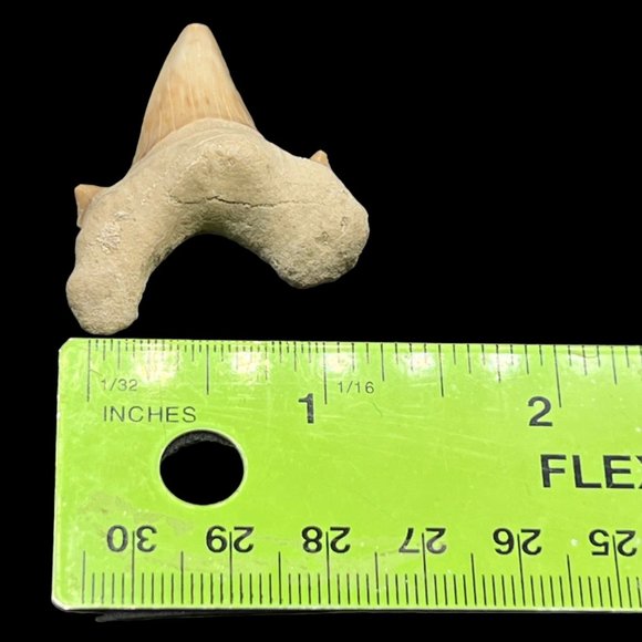 Otodus Shark Tooth Preserved Fossil Marine Biologist Collectible 1.5 inches - Picture 5 of 6